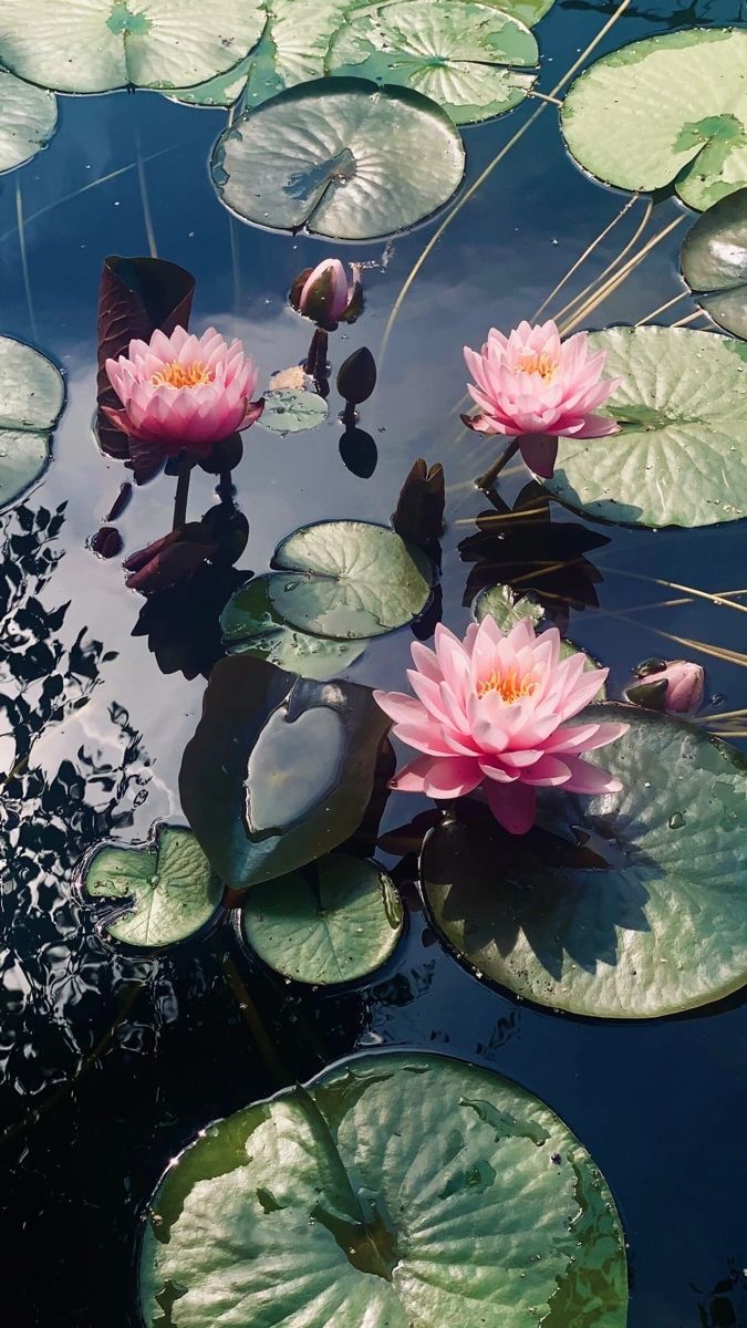 pink water lilies floating on top of lily pads