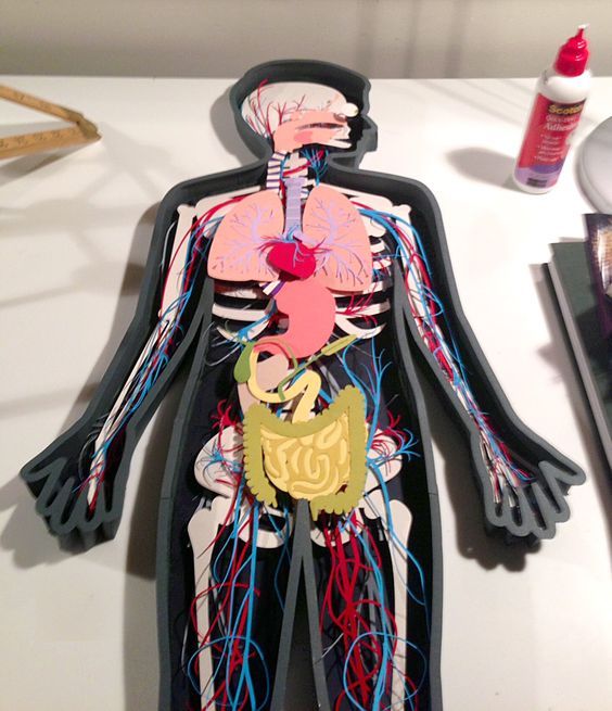 a model of the human body is displayed on a table next to other medical supplies