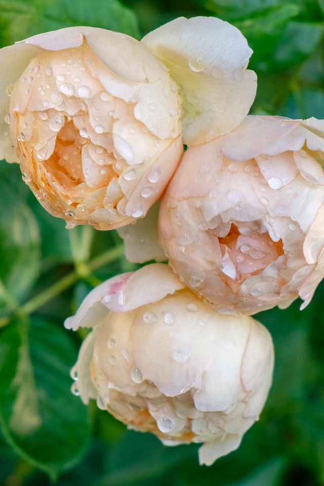 two white flowers with water droplets on them