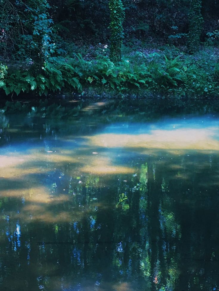 a body of water surrounded by trees and bushes