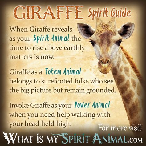 a giraffe's spirit guide for the spirit animal