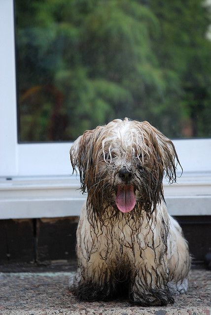 a wet dog sitting on the ground in front of a window with its tongue hanging out