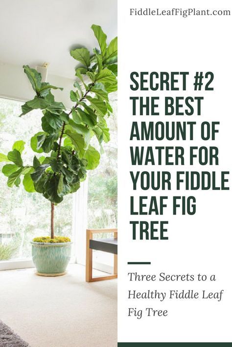 a houseplant with the words secret 2 the best amount of water for your fiddle leaf fig tree