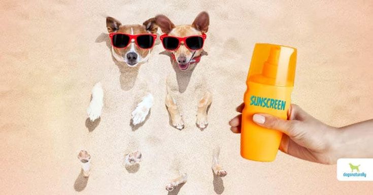 two dogs on the beach wearing sunglasses and holding a sunscreen