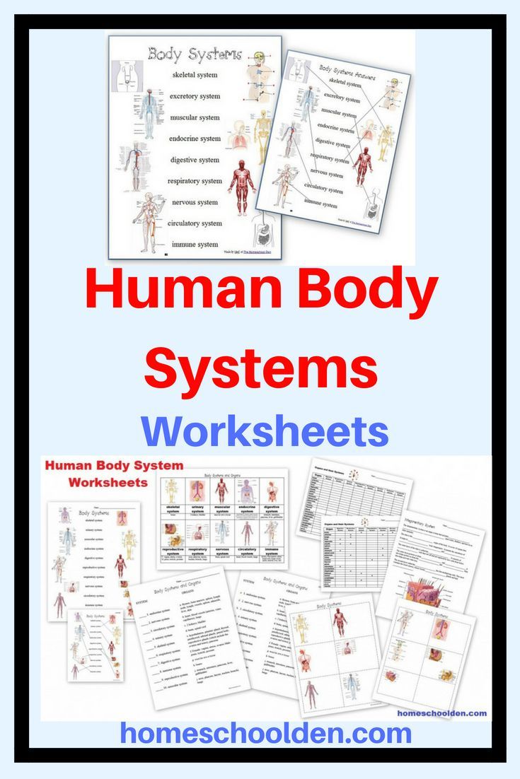 the human body systems worksheets are shown in red and white, with text that reads