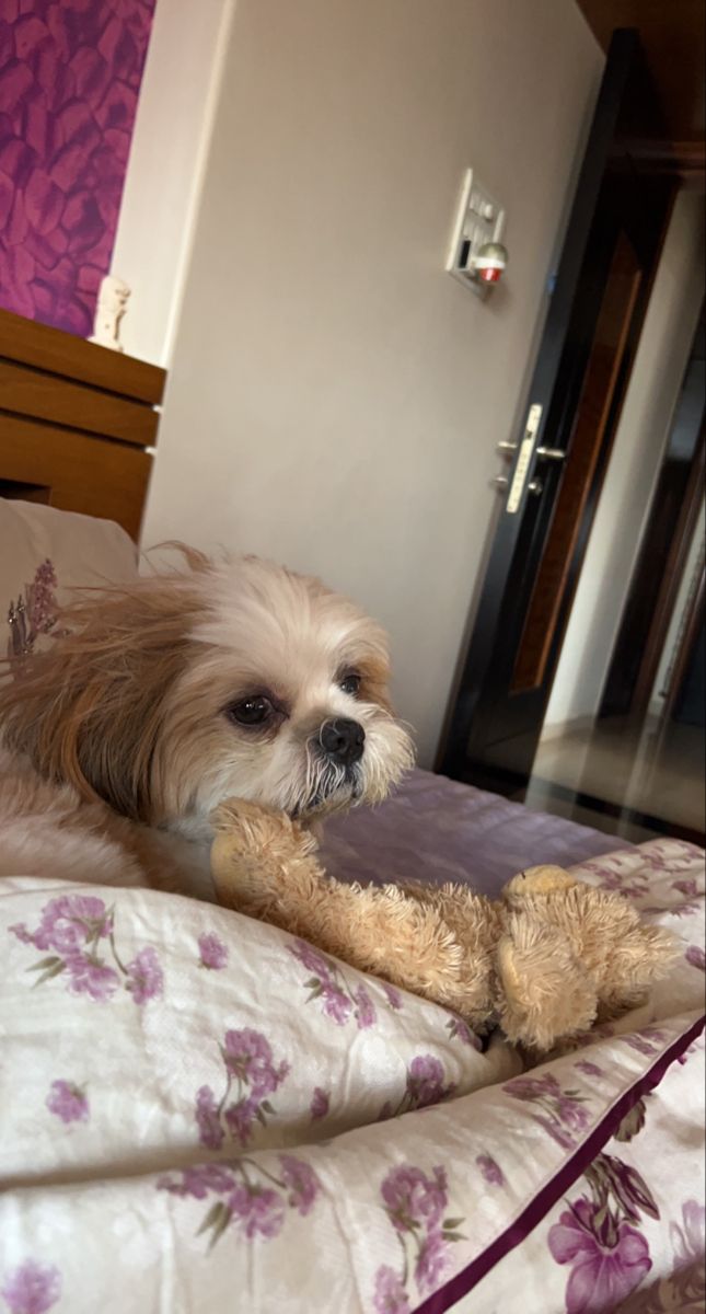 a small dog laying on top of a bed with a stuffed animal in it's paws