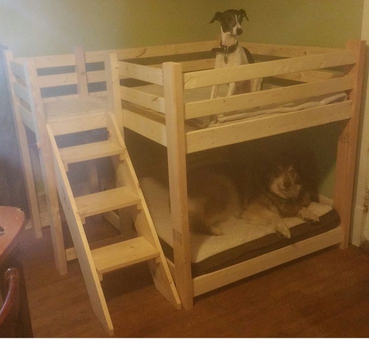 a dog sitting on top of a wooden bunk bed