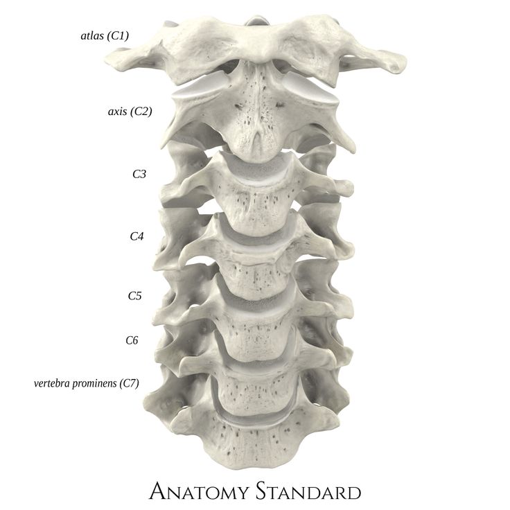 an image of the back view of a human skeletal skeleton with all its bones labelled