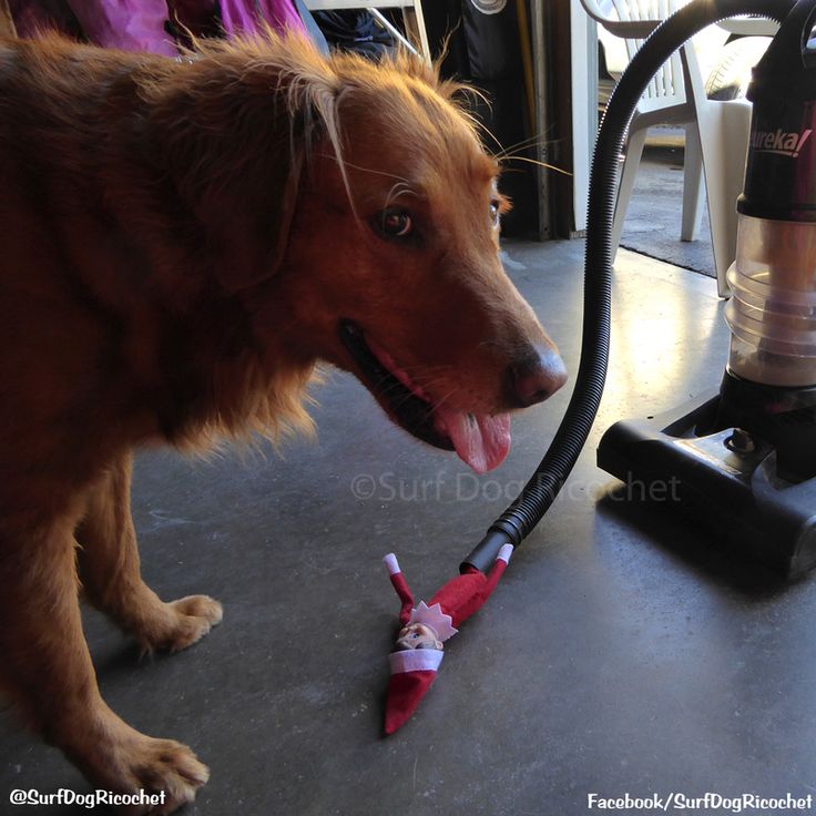 a dog is playing with an umbrella on the floor in front of a vacuum cleaner