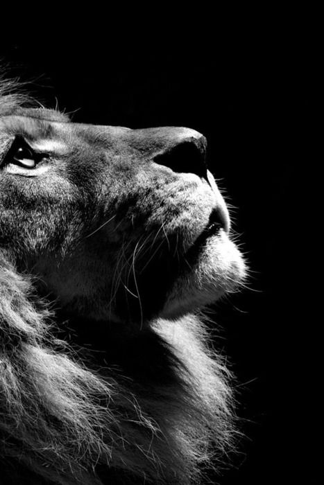 a black and white photo of a lion with the words, my love is the lion