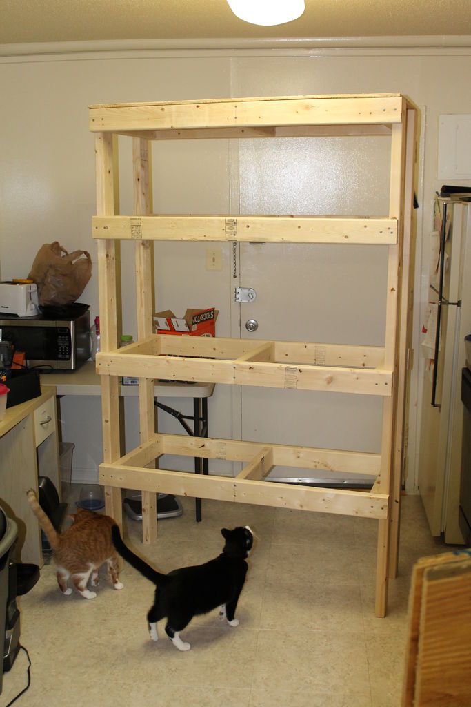 three cats standing around in a kitchen area with shelves on the wall and one cat sitting on the floor