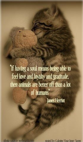 a cat laying on top of a stuffed animal next to a quote from james horton