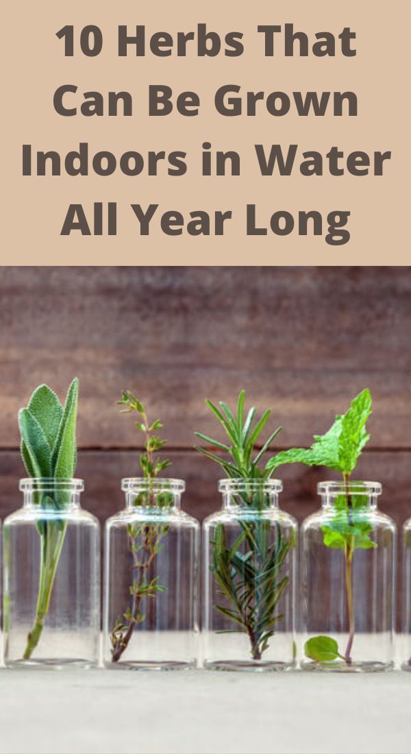 several glass jars with plants in them and the words 10 herbs that can be grown indoors in water all year long