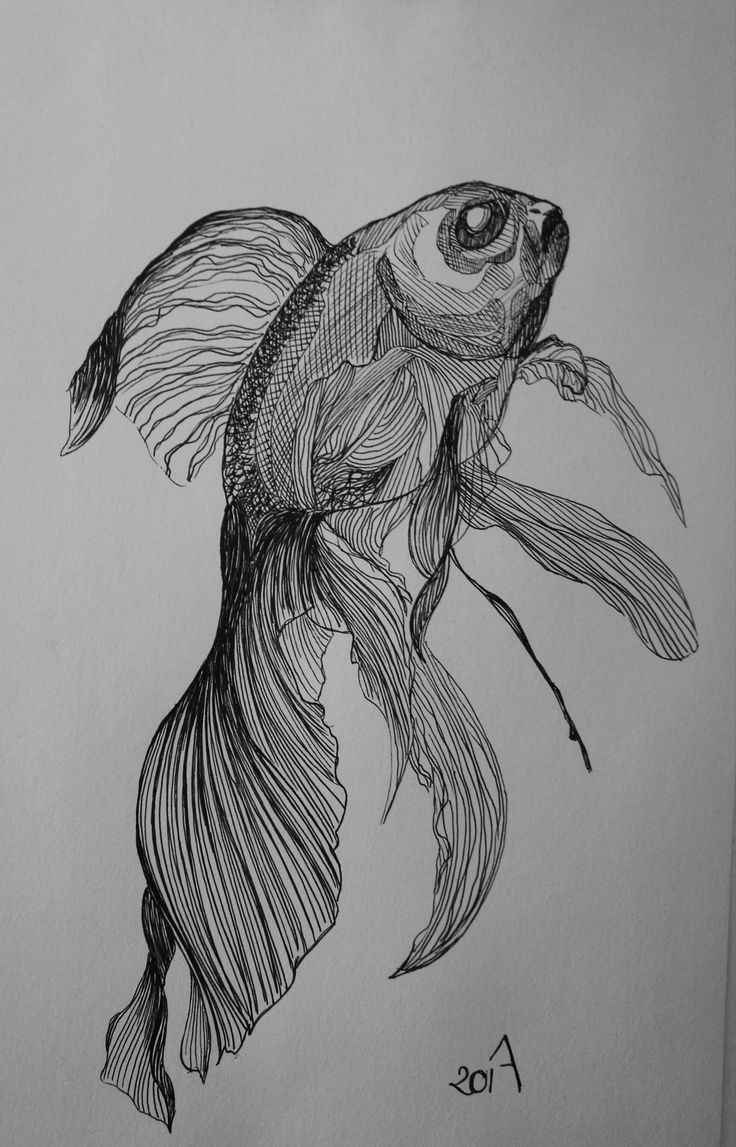 a pencil drawing of a fish with long tail and large eyes on it's head