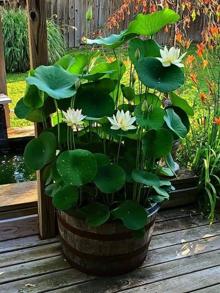 a potted plant with water lilies in it on a wooden deck next to a pond