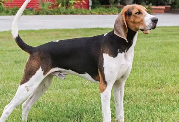 a dog standing on top of a lush green field