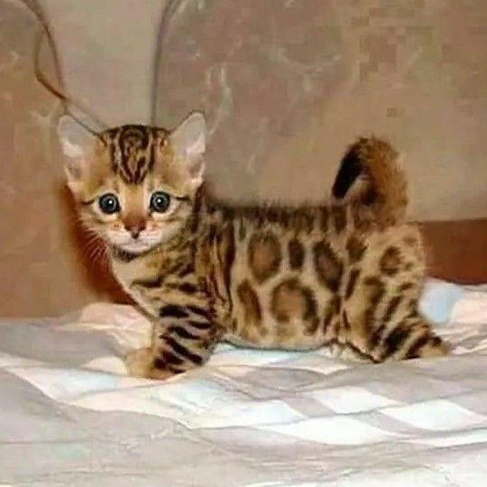 a small kitten standing on top of a bed