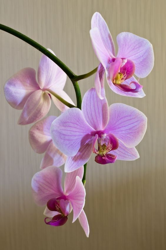 three pink orchids in a vase on a table