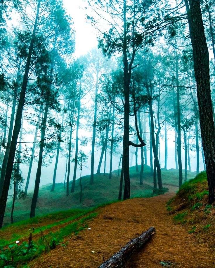 a path in the middle of a forest with lots of trees