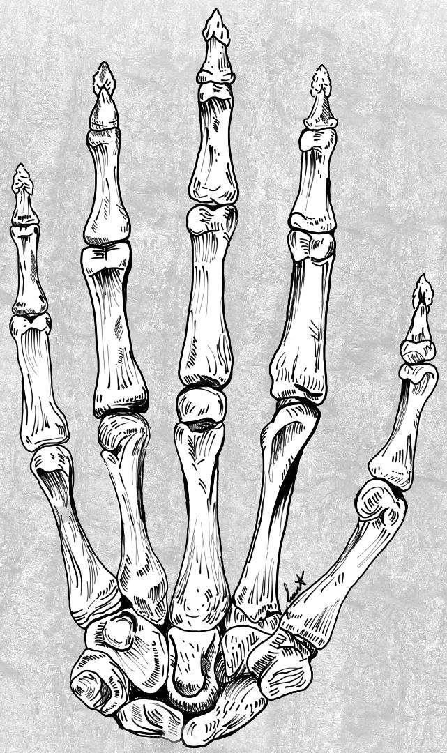 a drawing of a skeleton hand with three bones in the middle and one on the other side