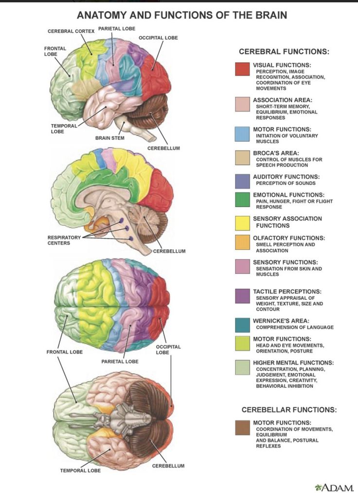 the anatomy and functions of the brain, including the cerebratory functions in each section