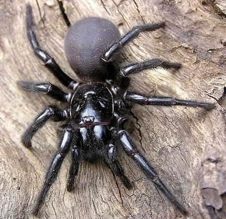 a black spider sitting on top of a tree branch