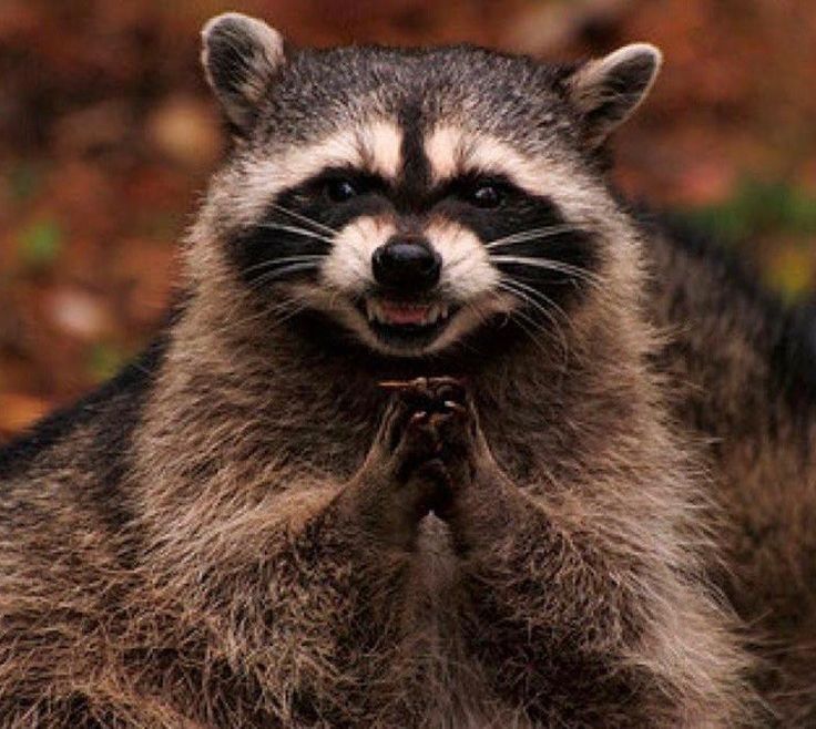 a raccoon standing on its hind legs with it's eyes wide open