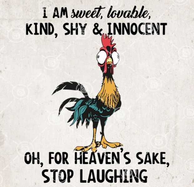 a chicken saying i am sweet, unable to kind, shy & innocent oh for heaven's sake, stop laughing