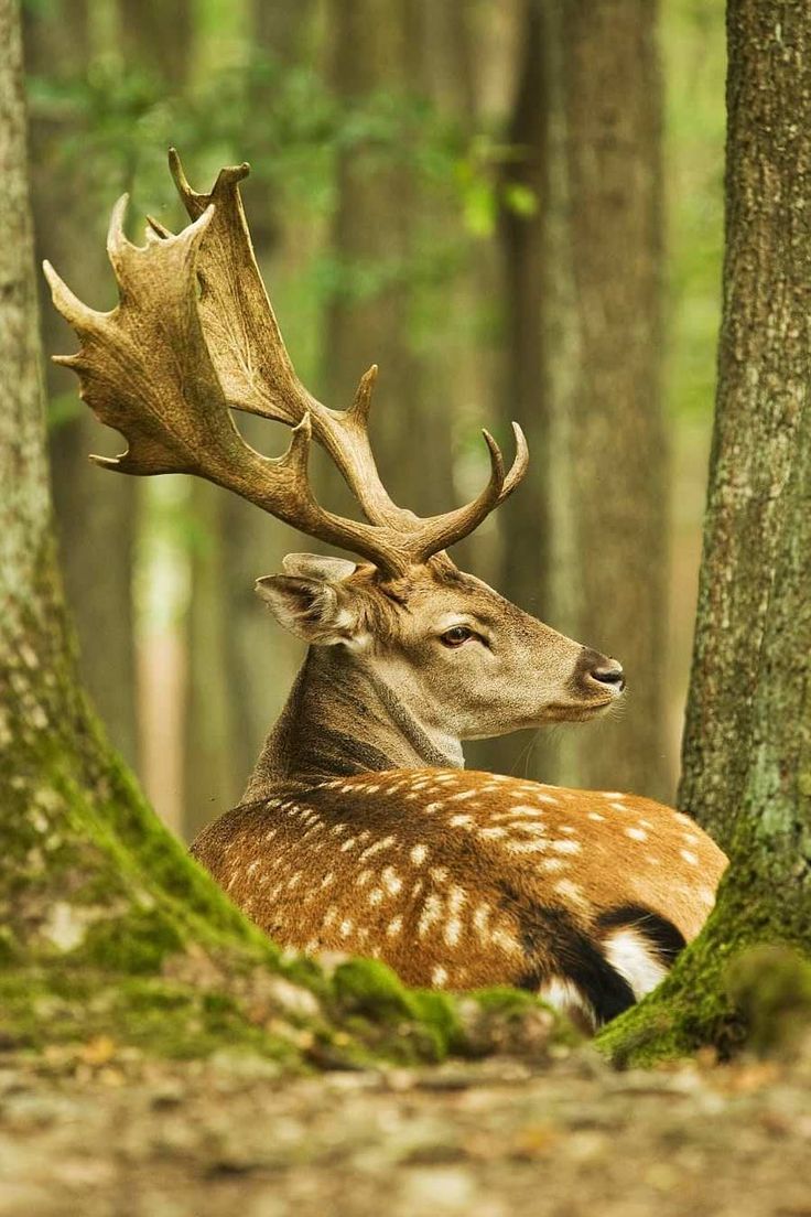 a deer laying down in the woods with antlers on it's head,