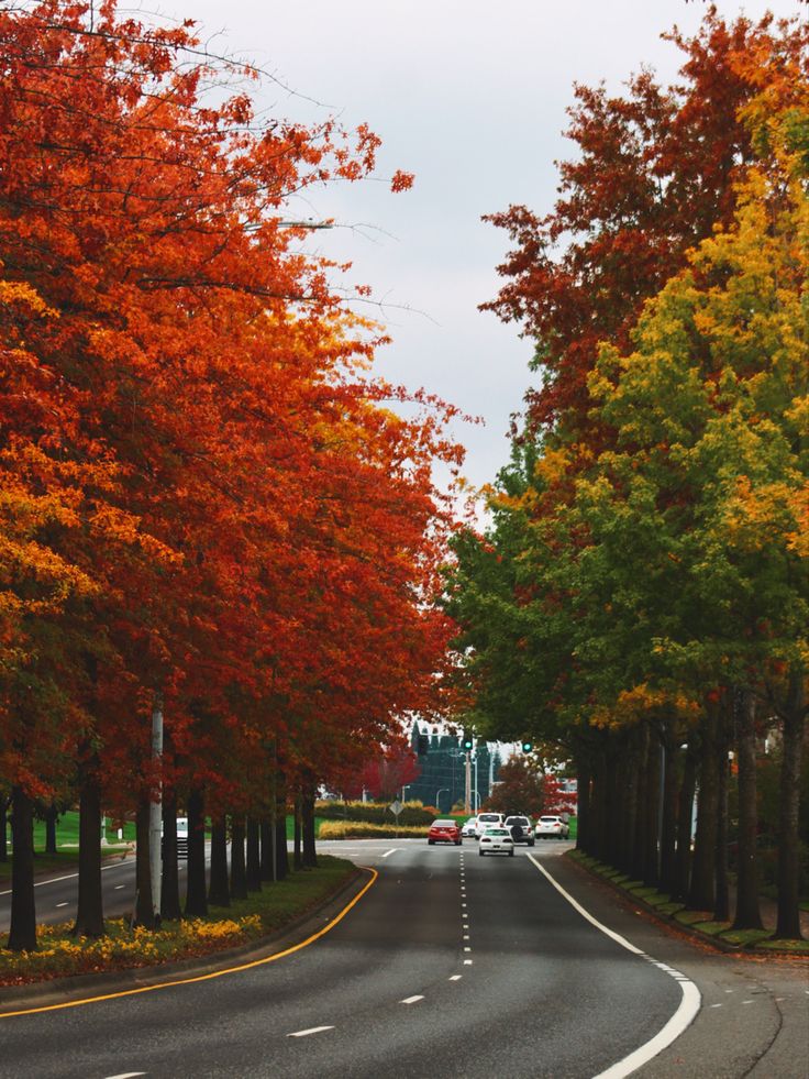 the road is lined with trees that are changing colors