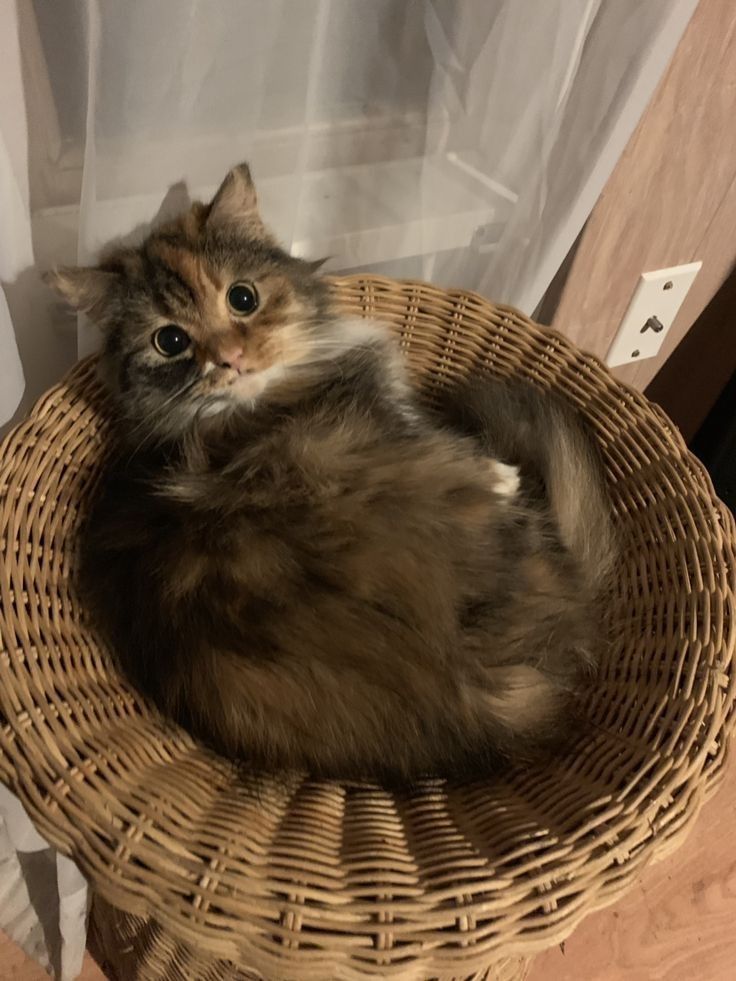 a cat is sitting in a wicker basket