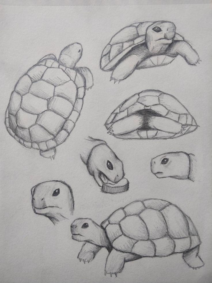 some drawings of different types of turtles and turtlelings in pencil, with the same type of