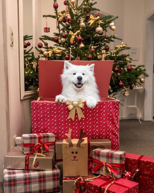 a white dog sitting in a pile of presents next to a christmas tree