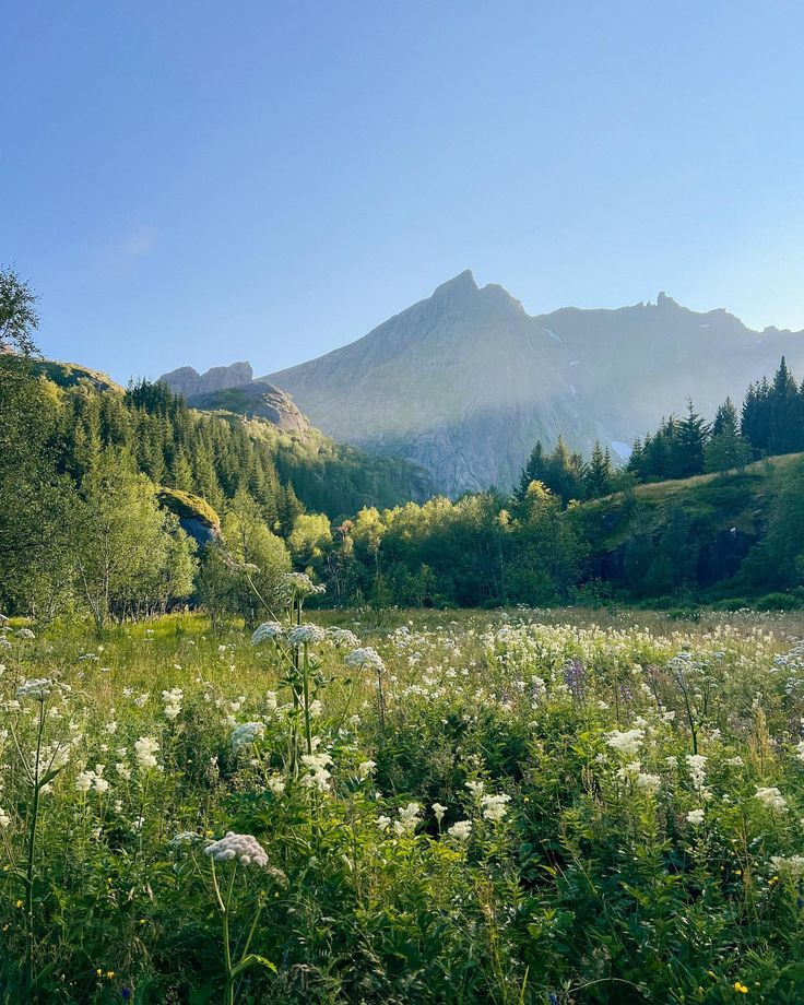 the mountains are covered with trees and wildflowers in the foreground is a meadow full of white flowers