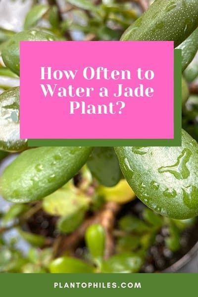 a plant with the words how often to water a jade plant?