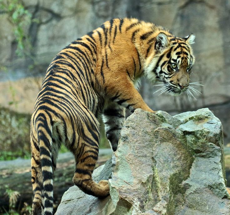 a tiger standing on top of a large rock