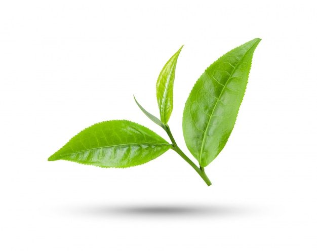 a green leaf on a white background