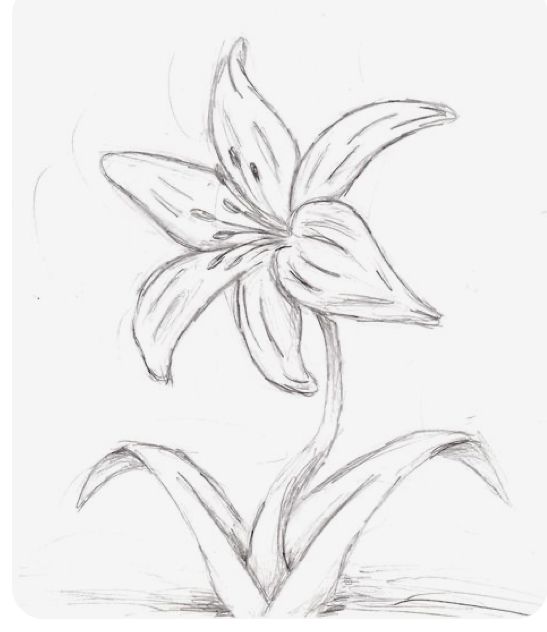 a pencil drawing of a flower on a white paper