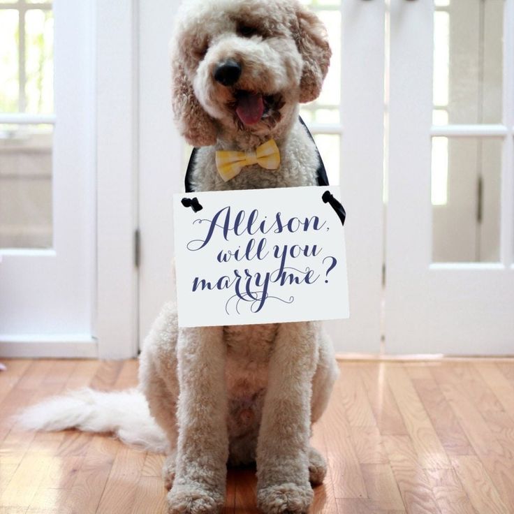 a dog sitting on the floor holding a sign that says save the date