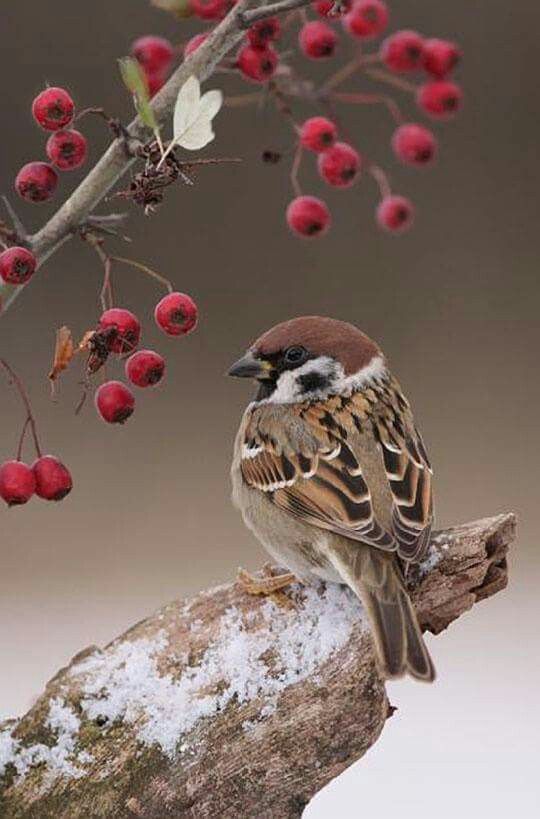 a small bird sitting on top of a tree branch next to red berries and snow