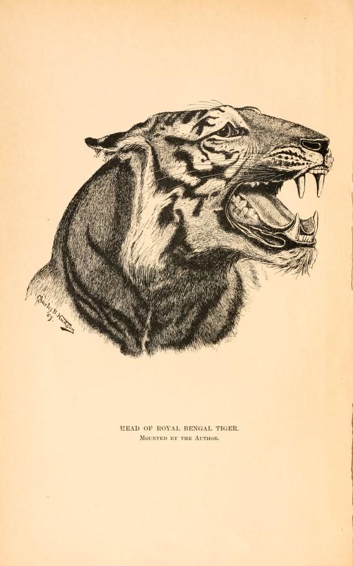 an old book with a drawing of a tiger's face and mouth wide open