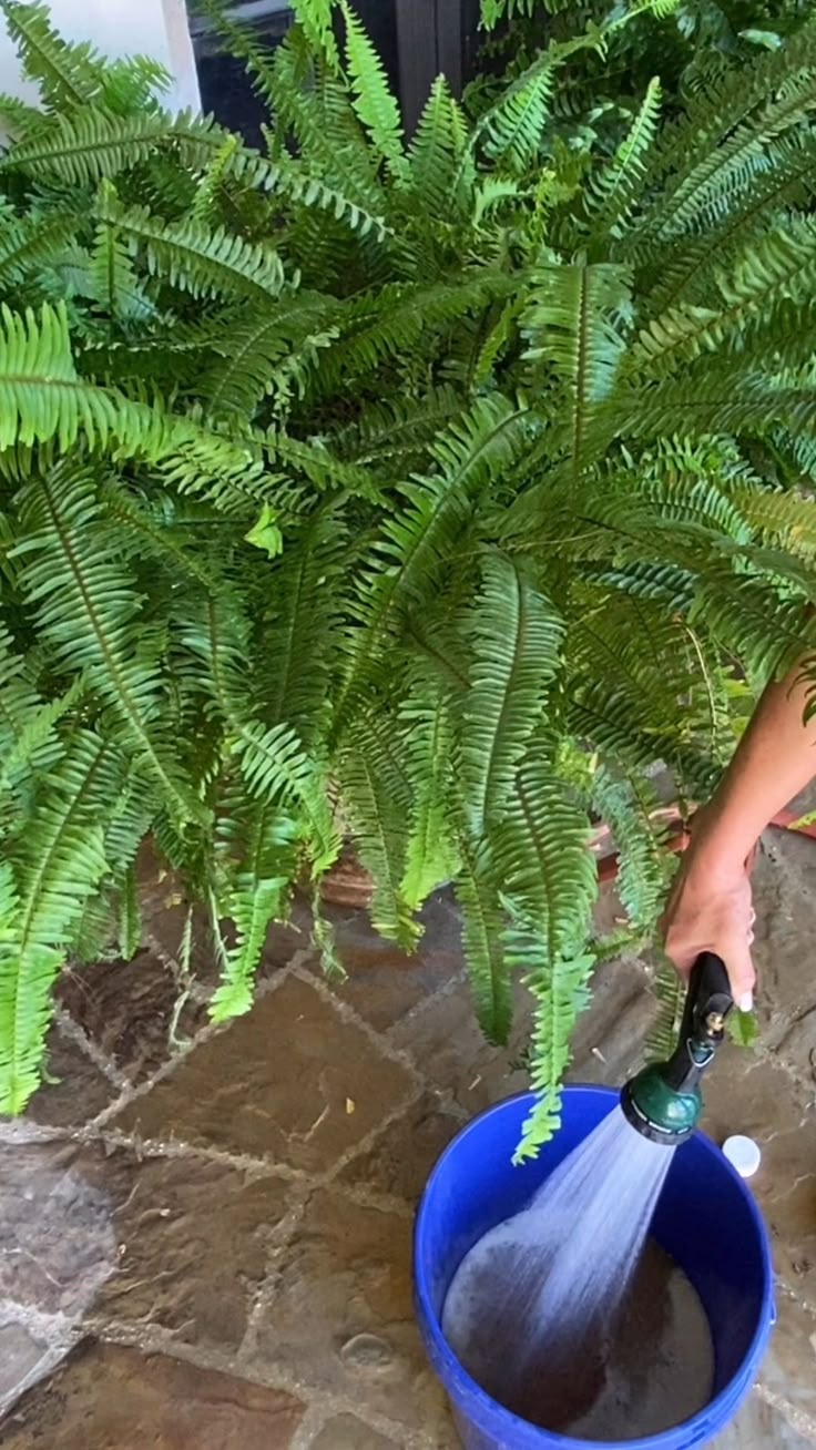 a person pouring water into a blue bucket next to a green plant on a stone patio