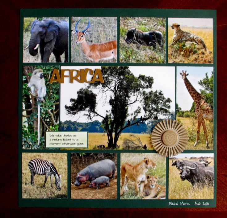 an animal collage with pictures of different animals in it's natural habitat, including giraffes and zebras