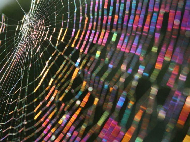 a spider web is shown with colorful lights on it's back end and side