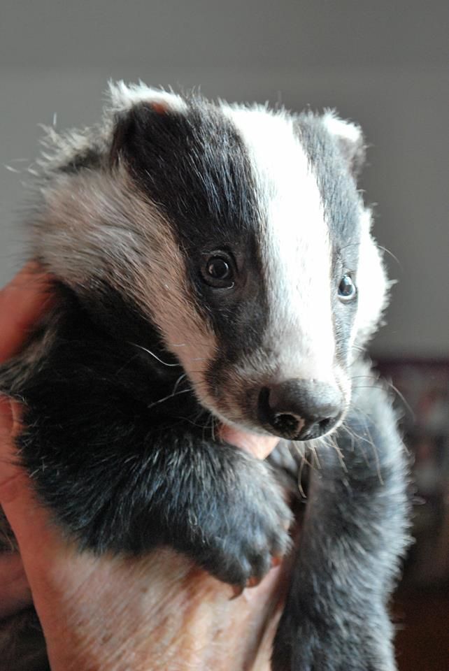 a small badger cub being held in someone's hand with his paw on it