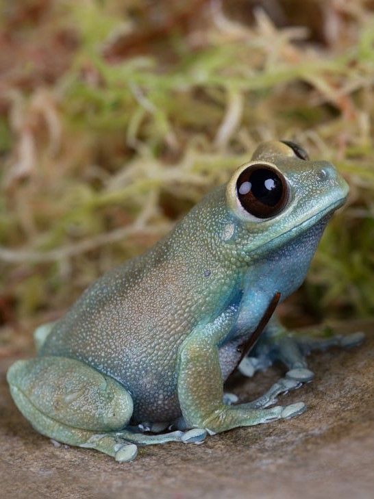 a blue frog sitting on top of a rock next to some grass and dirt with its eyes wide open