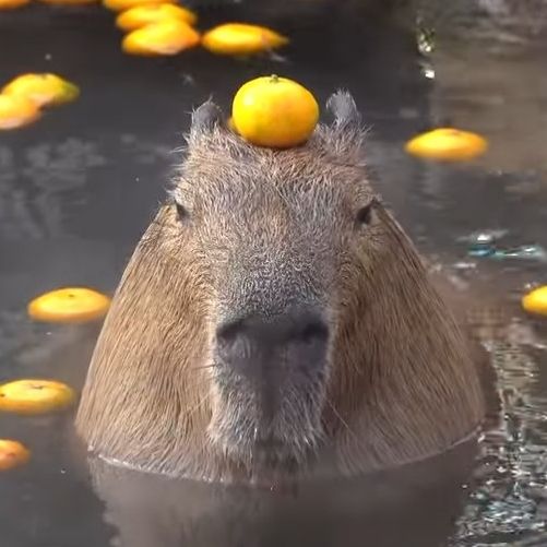 a capybara in the water with oranges on his head