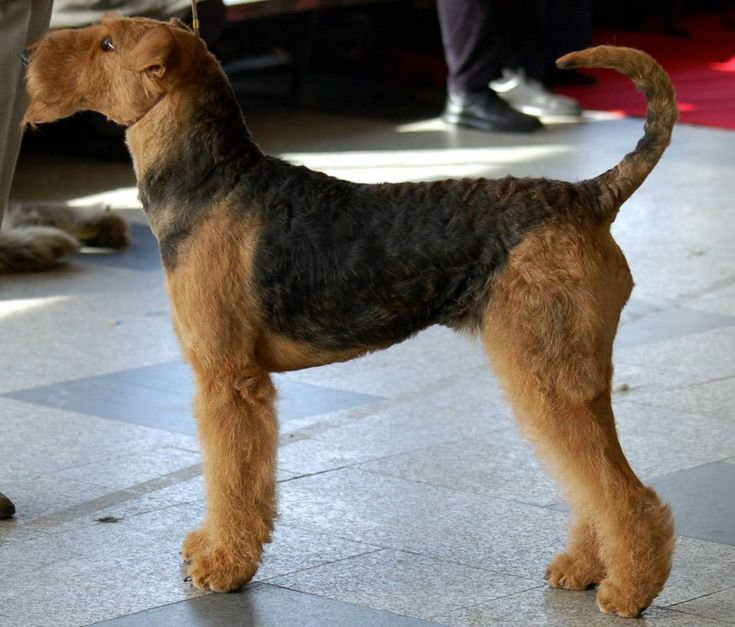 a brown and black dog standing on top of a tile floor next to a person