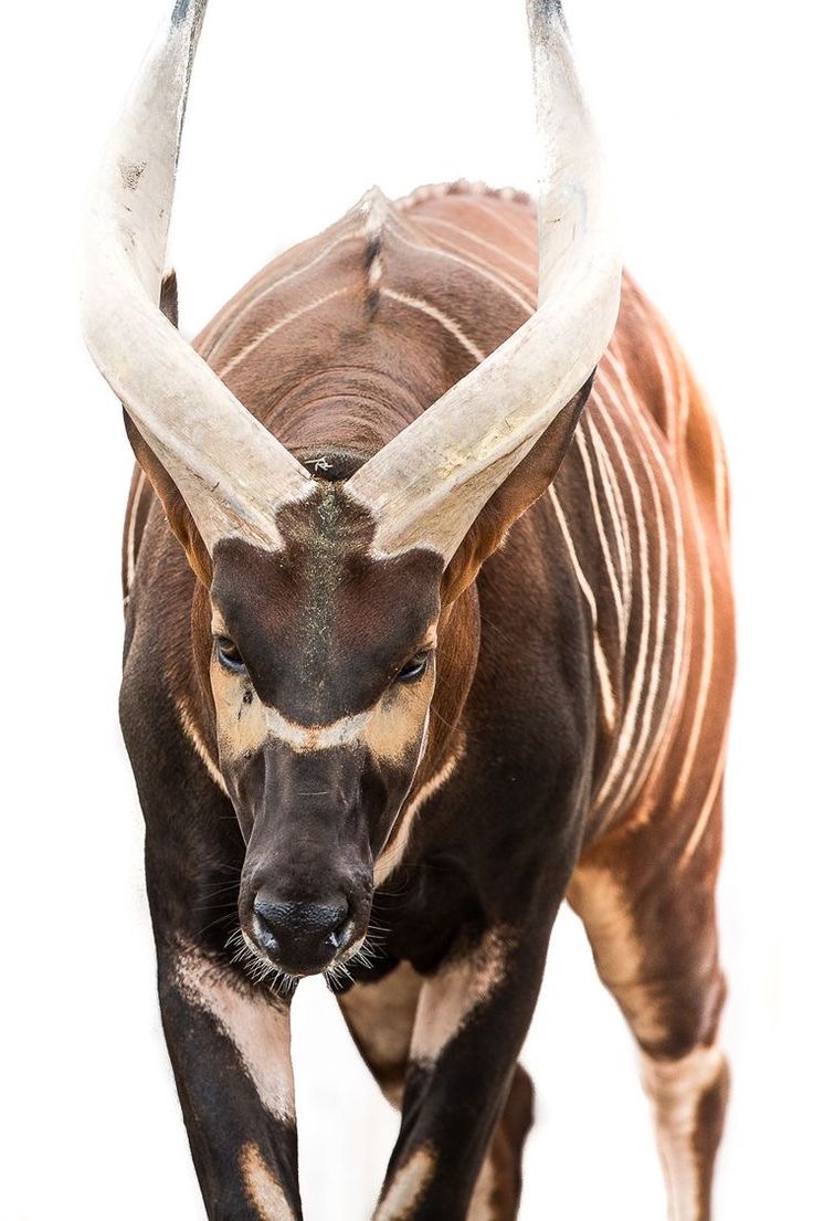 an antelope with large horns is walking in the snow and looking at the camera