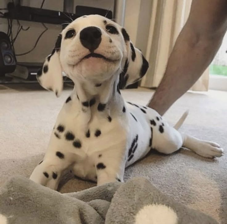 a dalmatian puppy sitting on the floor with his owner's feet in the background